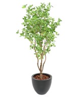 Artificial PITTOSPORUM B