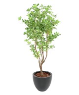 Artificial PITTOSPORUM B