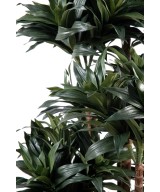 Artificial dracaena FRAGRANS COMPACTA