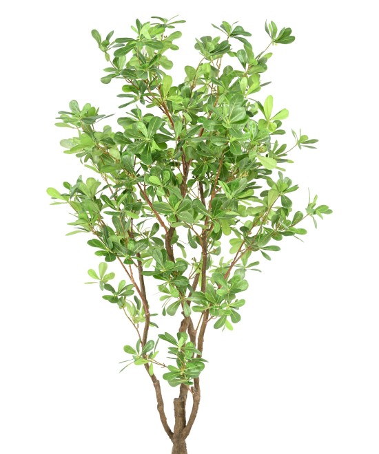 Artificial PITTOSPORUM B