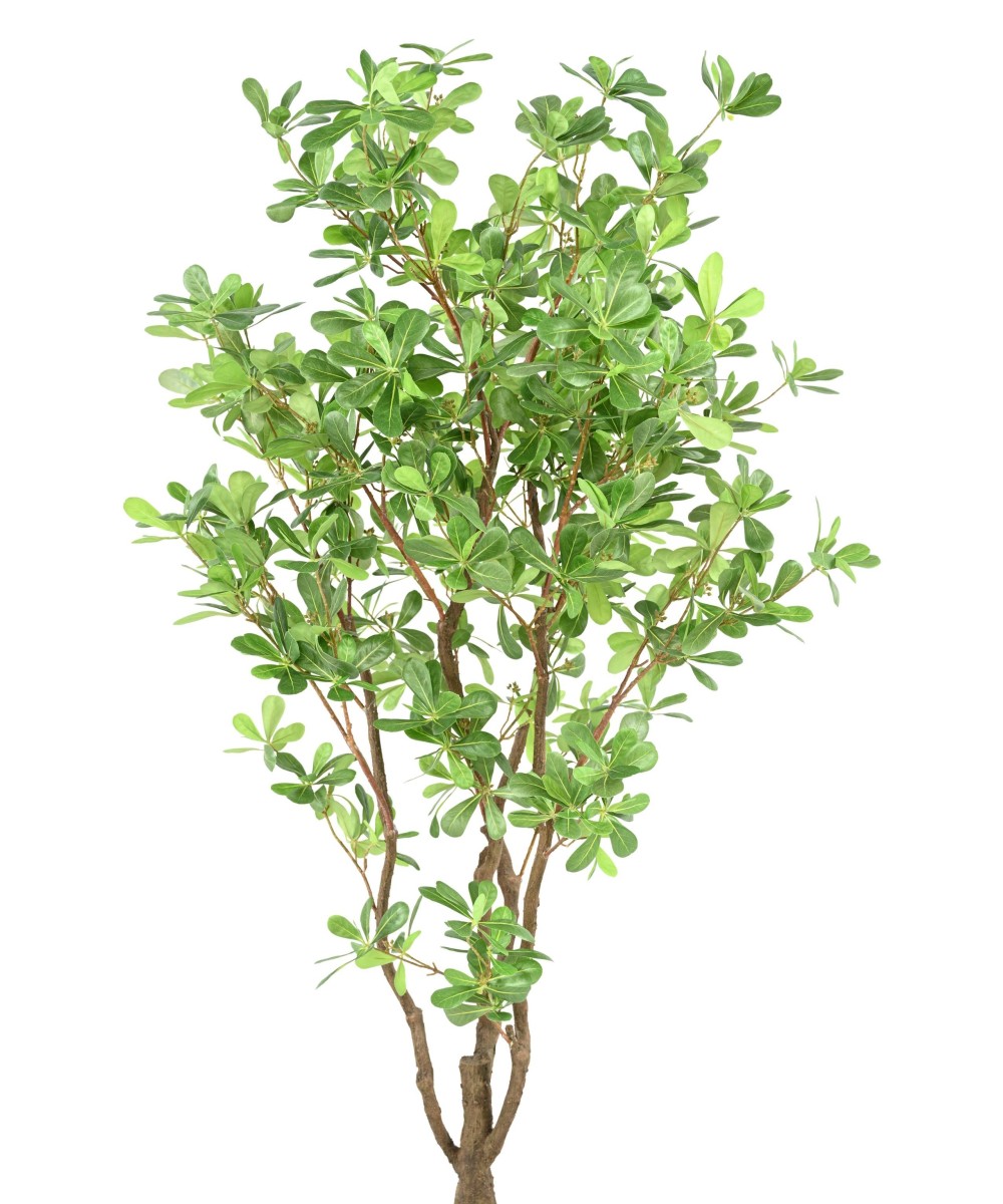 Artificial PITTOSPORUM B