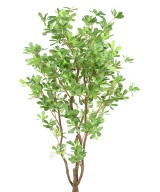 Artificial PITTOSPORUM B