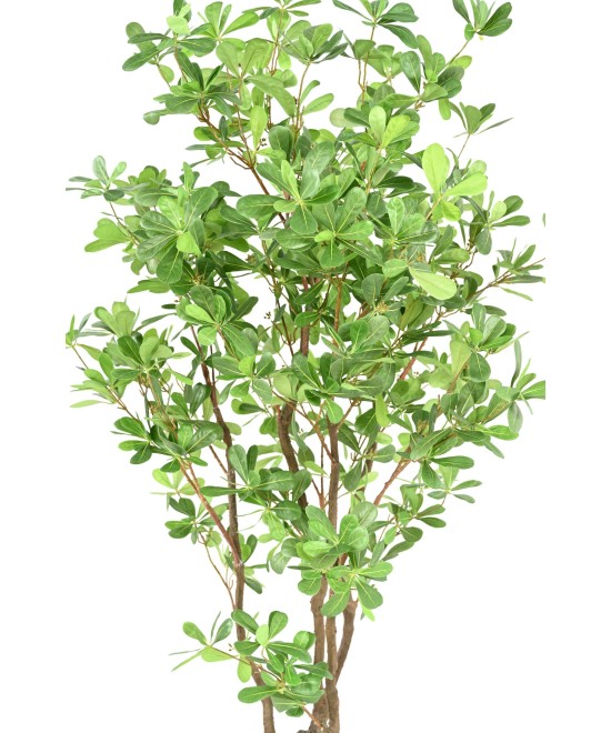 Artificial PITTOSPORUM B