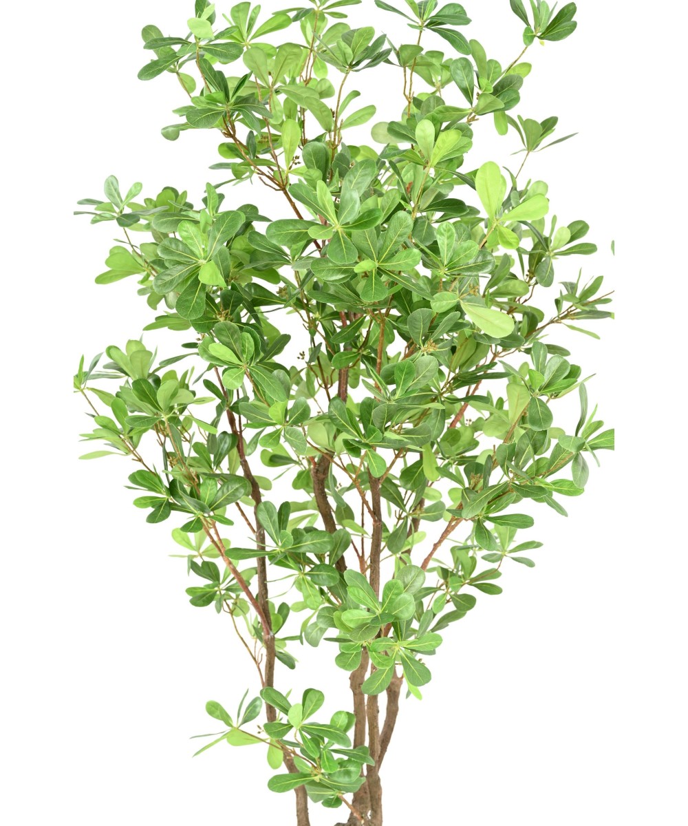 Artificial PITTOSPORUM B