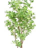 Artificial PITTOSPORUM B
