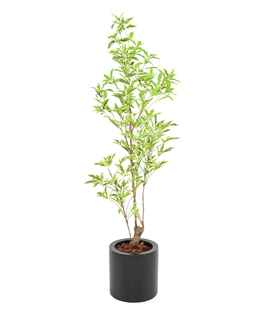 Artificial ARALIA PLERANDRA