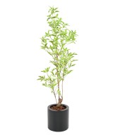 Artificial ARALIA PLERANDRA