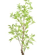 Artificial ARALIA PLERANDRA