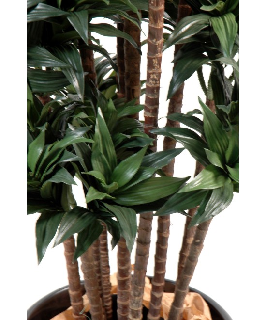 Artificial dracaena FRAGRANS COMPACTA