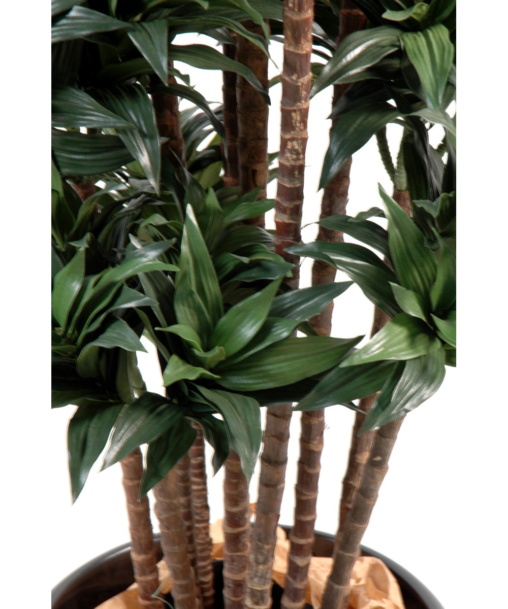 Kunstdraakonipuu FRAGRANS COMPACTA