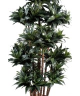 Kunstdraakonipuu FRAGRANS COMPACTA