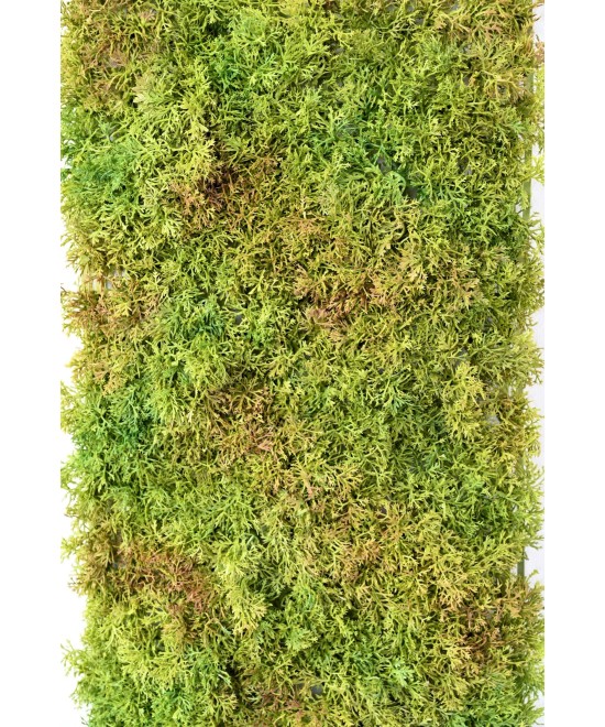 Artificial MOSS 50 25