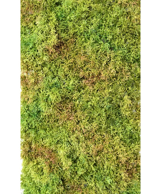 Artificial MOSS 50 25