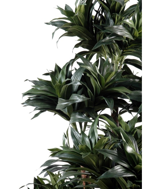 Kunstdraakonipuu FRAGRANS COMPACTA
