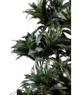Artificial dracaena FRAGRANS COMPACTA
