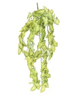 Kunstlik ripppõõsas (SYNGONIUM)