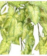 Kunstlik ripppõõsas (SYNGONIUM)