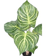 Kunstlill APHELANDRA SUUR pott 70