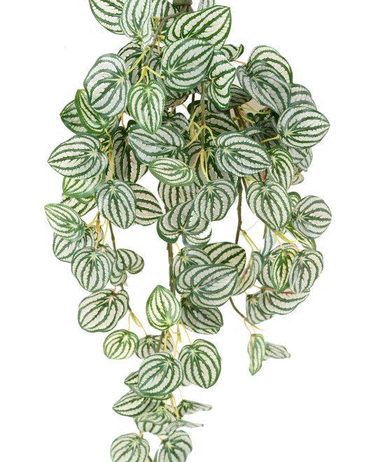 Kunstlik PEPEROMIA RIPPUVÕÕSAS 70