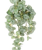 Kunstlik PEPEROMIA RIPPUVÕÕSAS 70