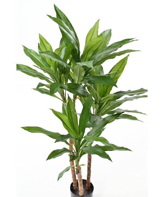 Kunstlill DRACEANA FRAGRANS Janet Craig