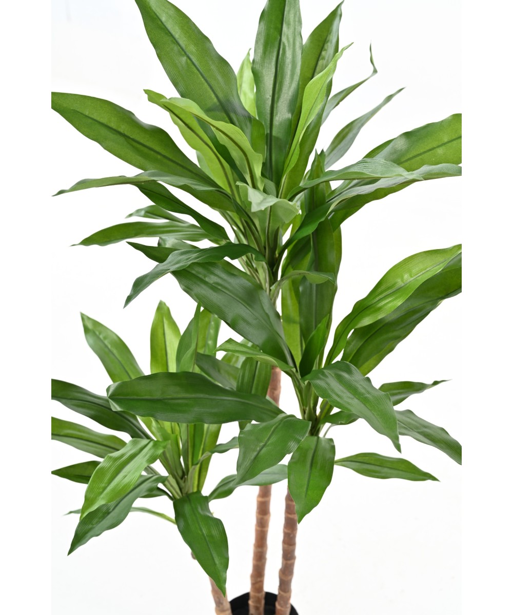 Kunstlill DRACEANA FRAGRANS Janet Craig