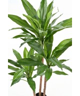 Kunstlill DRACEANA FRAGRANS Janet Craig