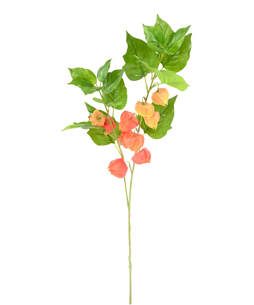 Artificial PHYSALIS