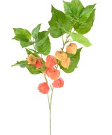 Artificial PHYSALIS