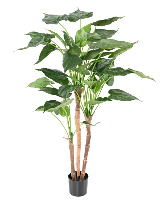 Kunstalokaasia CUCULLATA 3T