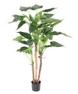 Kunstalokaasia CUCULLATA 3T