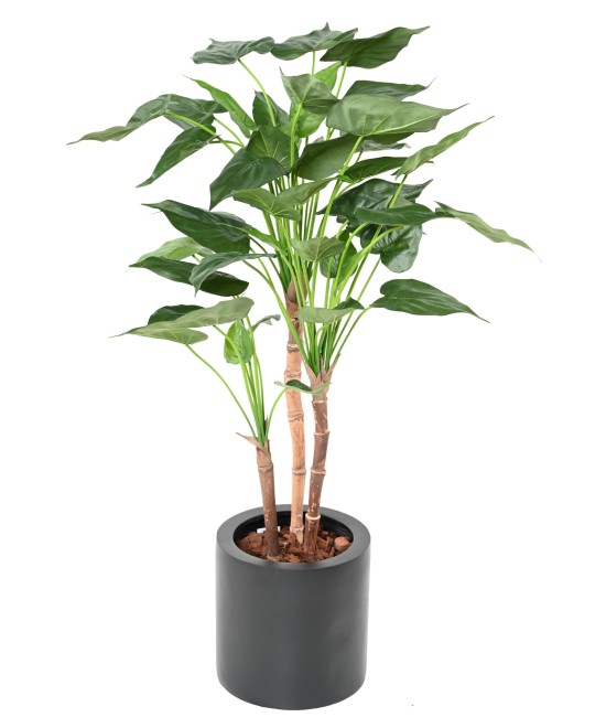 Kunstalokaasia CUCULLATA 3T
