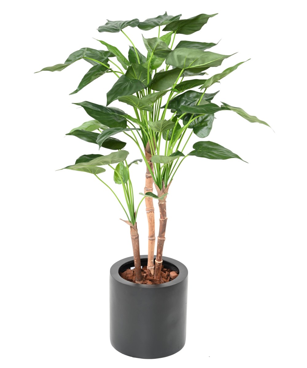 Kunstalokaasia CUCULLATA 3T
