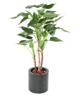 Kunstalokaasia CUCULLATA 3T