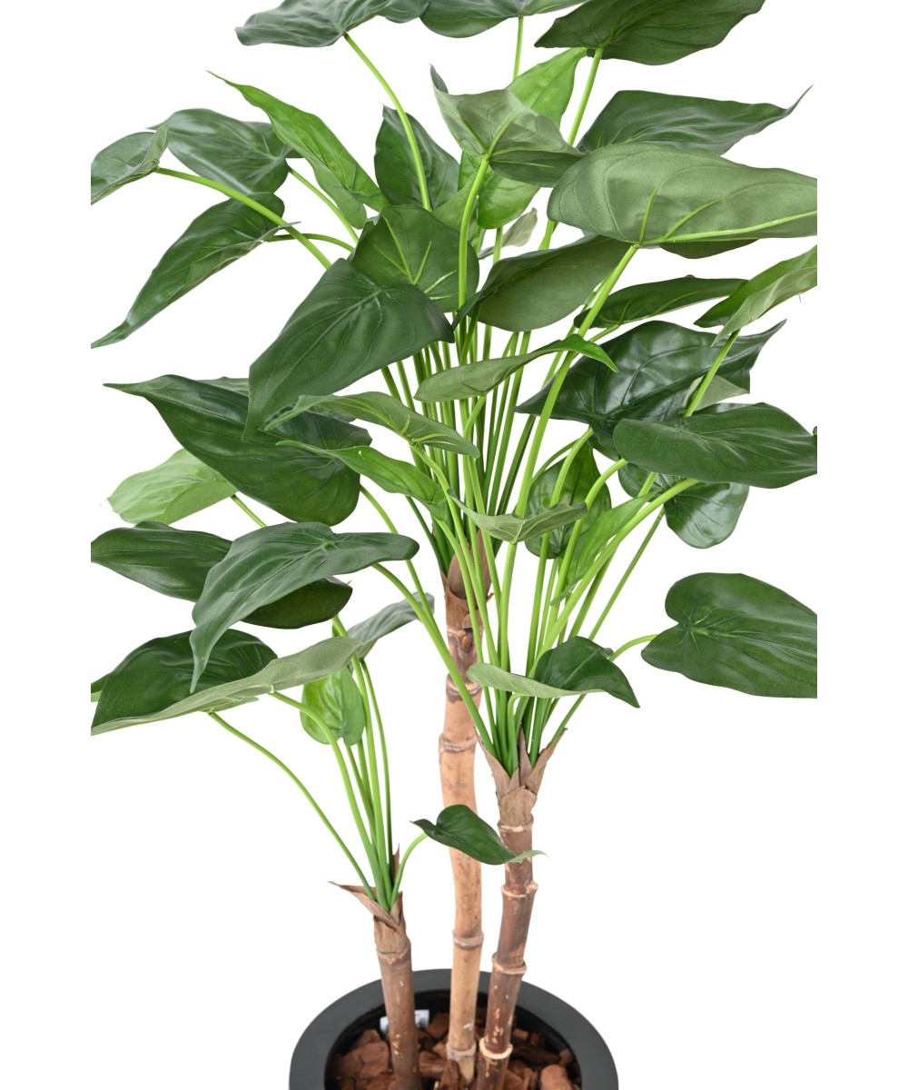 Kunstalokaasia CUCULLATA 3T