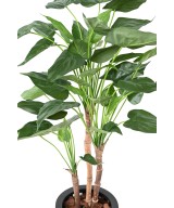Kunstalokaasia CUCULLATA 3T