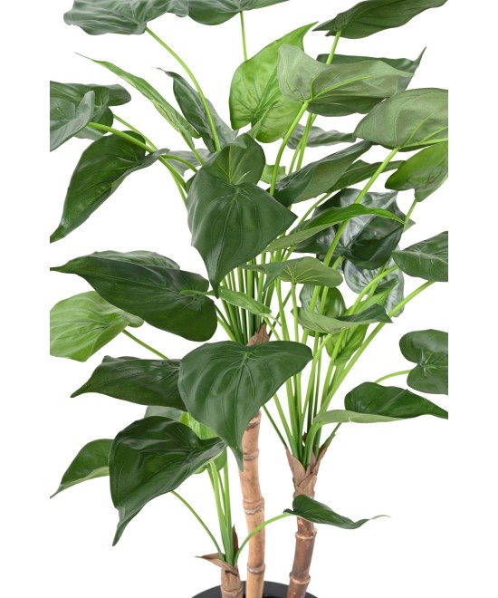 Kunstalokaasia CUCULLATA 3T