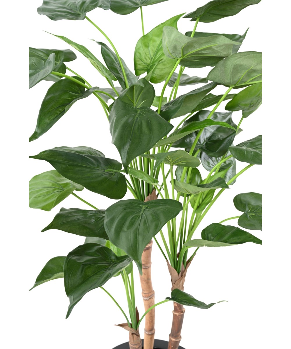 Kunstalokaasia CUCULLATA 3T