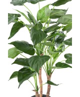 Kunstalokaasia CUCULLATA 3T