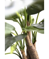 Kunstalokaasia CUCULLATA 3T
