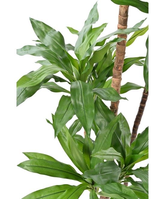 Kunstlille DRACEANA FRAGRANS Janet Craig