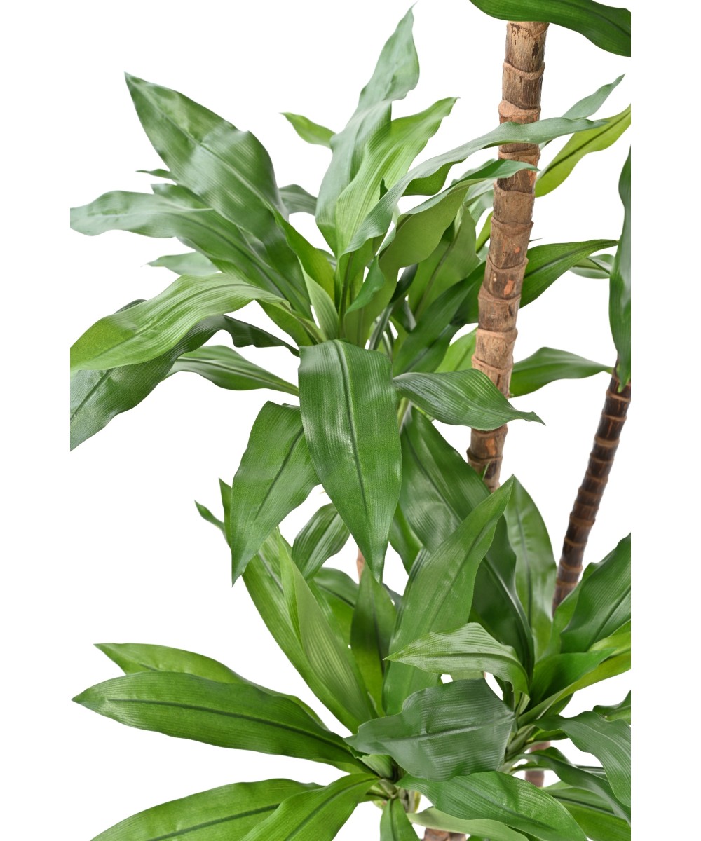 Kunstlille DRACEANA FRAGRANS Janet Craig