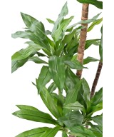Kunstlille DRACEANA FRAGRANS Janet Craig