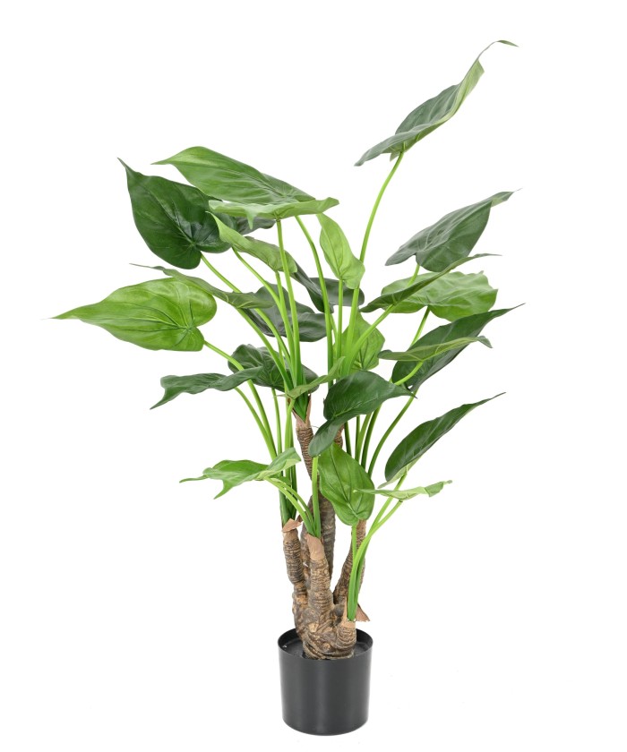 Kunstalokaasia CUCULLATA