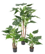 Kunstalokaasia CUCULLATA