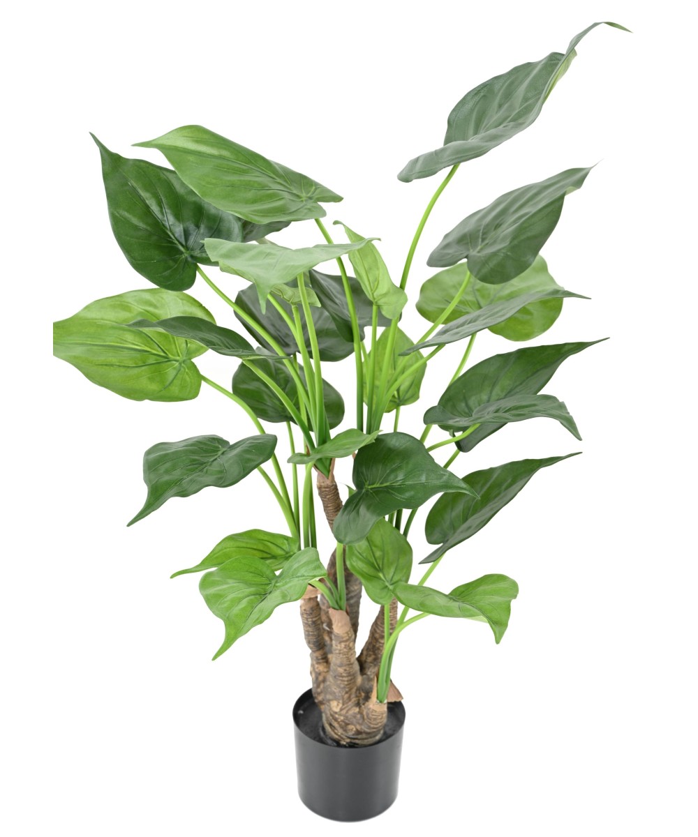 Kunstalokaasia CUCULLATA