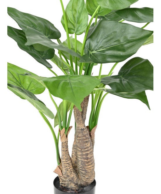Kunstalokaasia CUCULLATA