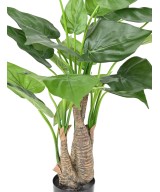 Kunstalokaasia CUCULLATA
