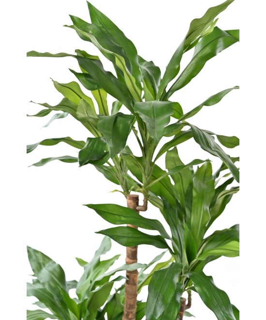 Artificial DRACAENA FRAGRANS Janet Craig