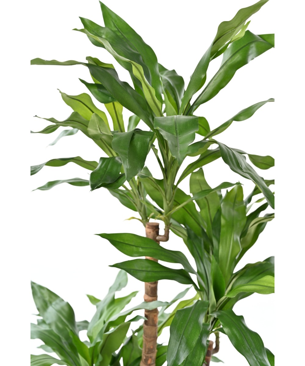 Artificial DRACAENA FRAGRANS Janet Craig